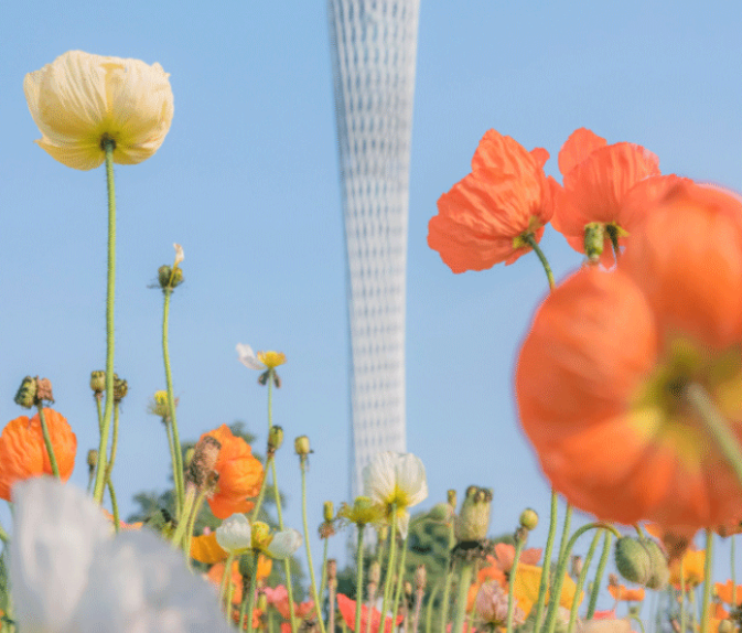 9.9元購《羊城賞花地圖》